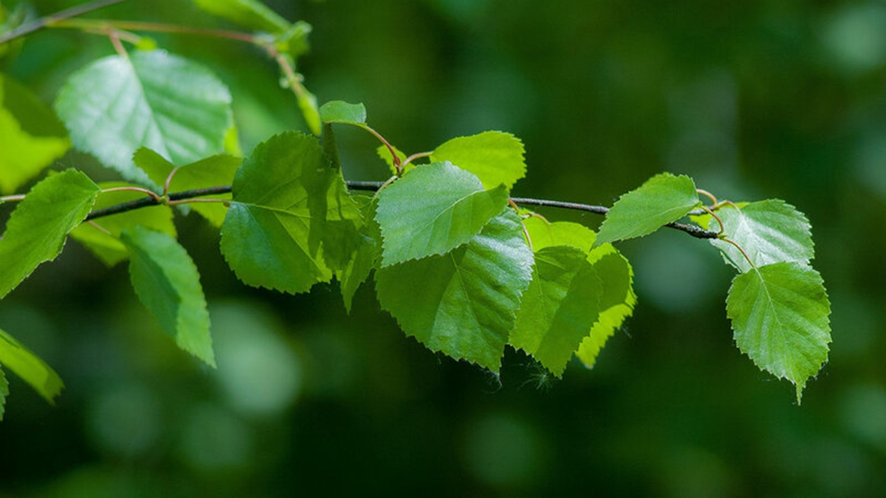 Как нарисовать сакуру?