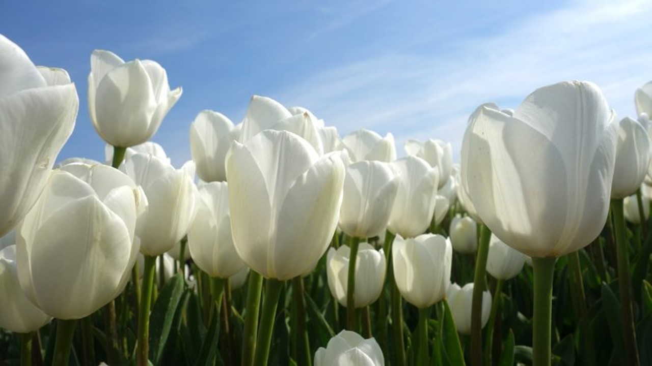 Белый тюльпан Фотобанк