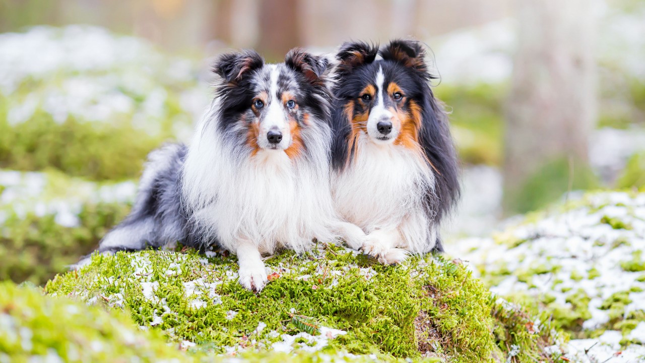 Шаблон для презентации — Собаки🐕 • Фоник | fonik.ru