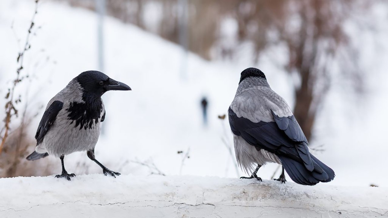Ворон ласково. Зимующие птицы ворона. Ворона зимующая. Ворона зимой. Зимующие вороны.
