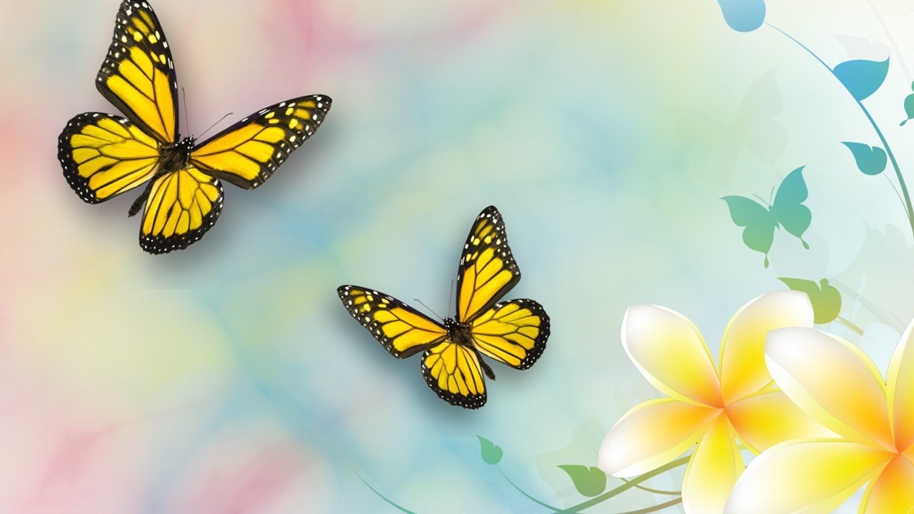 бабочки на желтом фоне картинки