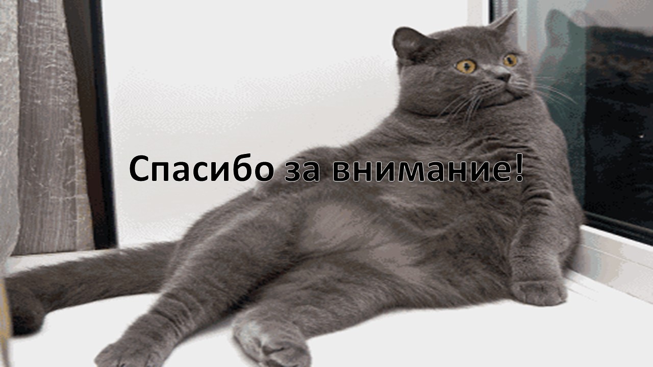 Шаблон для презентации котики в шоке • Фоник | fonik.ru